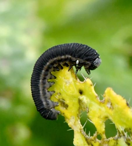 Réf. 218 060 : Athalia rosae